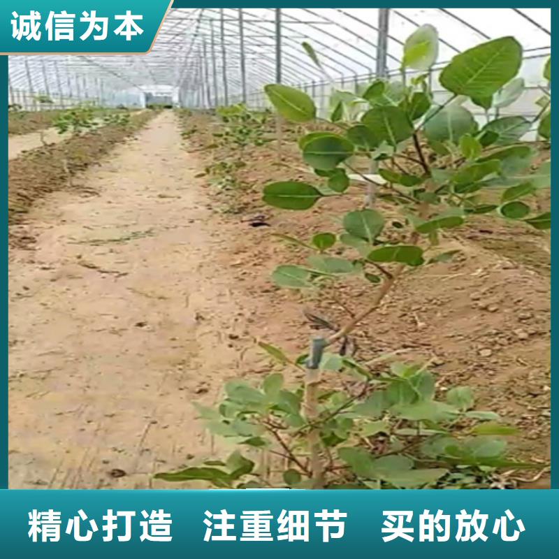 石榴树视频-石榴树-广东省河源市东源|连平|湛江|阳江|潮州|中山(同城)生产厂家