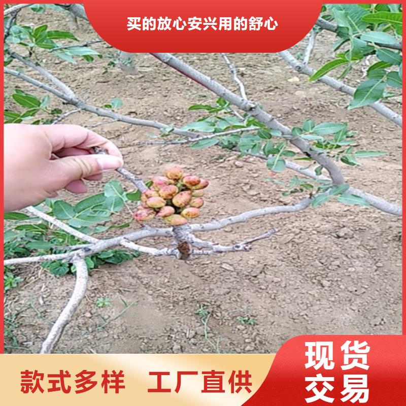 开心果-桃树苗支持定制贴心售后