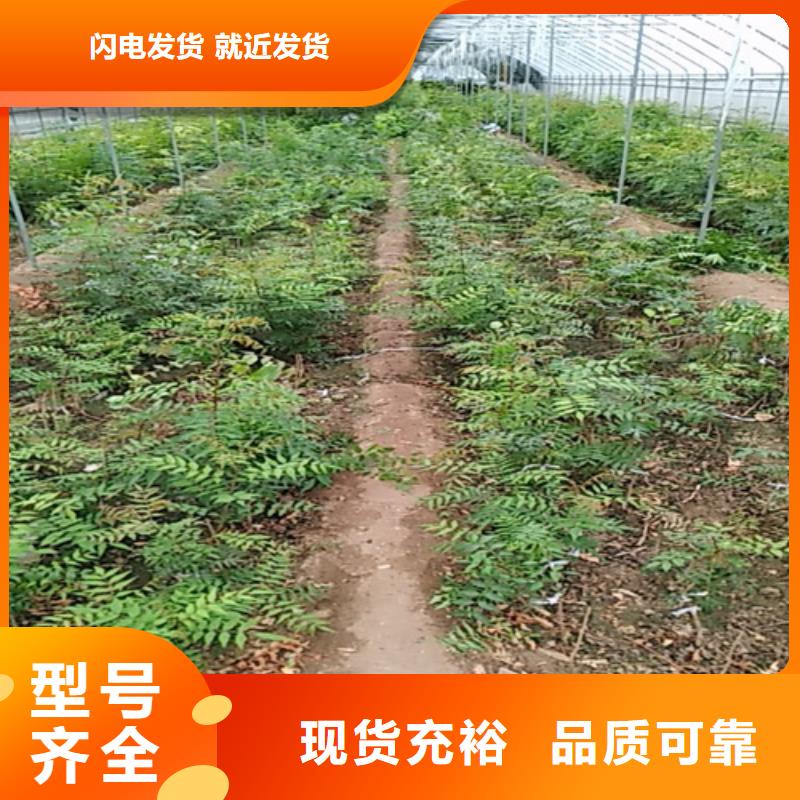 開心果-桃樹苗支持定制貼心售后