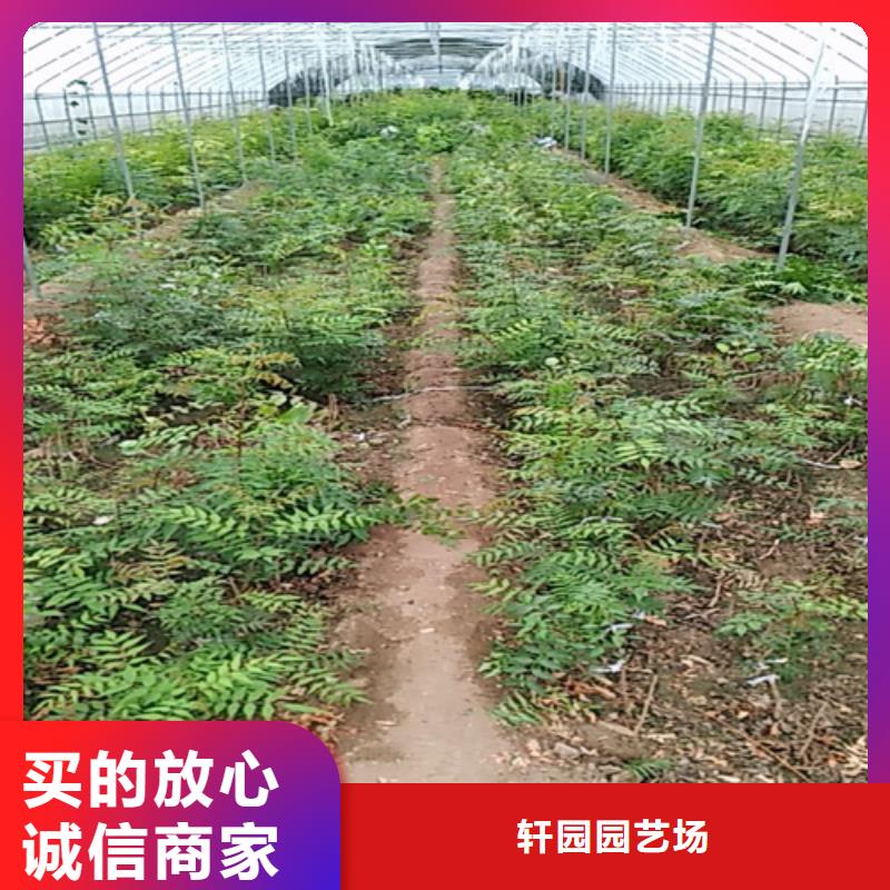開心果-桃樹苗支持定制貼心售后