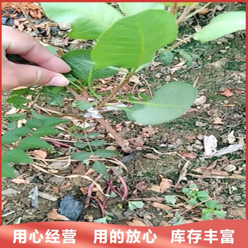 開心果,櫻桃苗性價比高