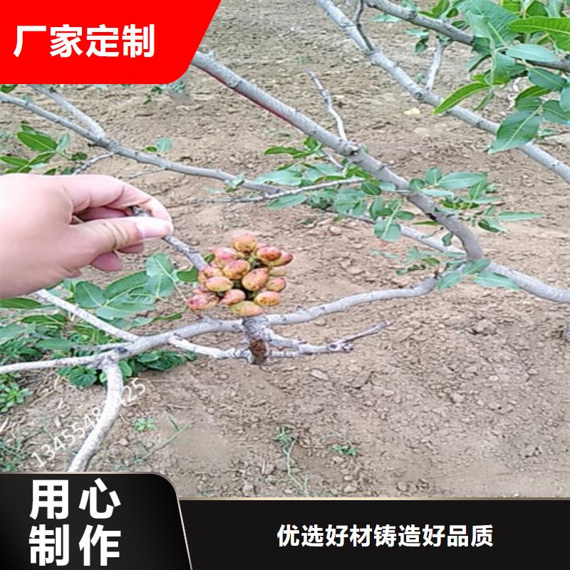 開心果苗適合種植地區