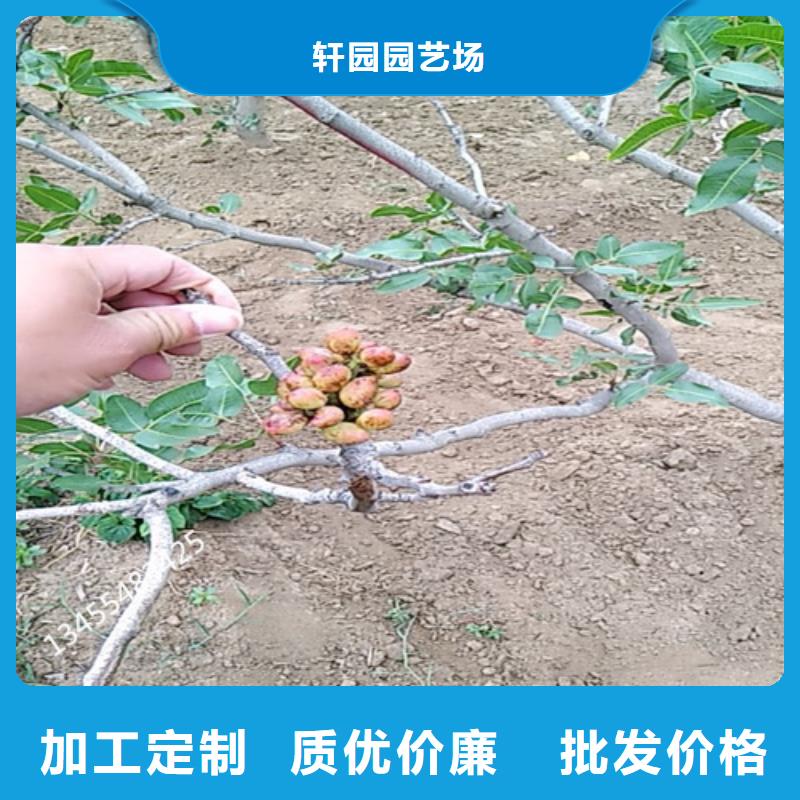 开心果-桃树苗支持定制贴心售后