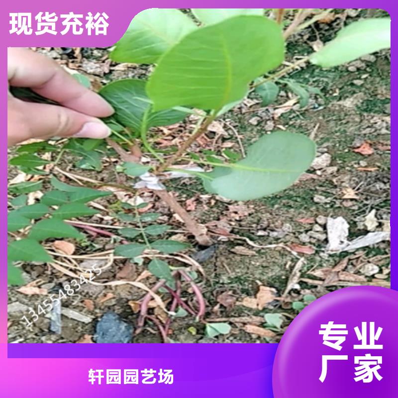 開心果樹苗適合種植地區