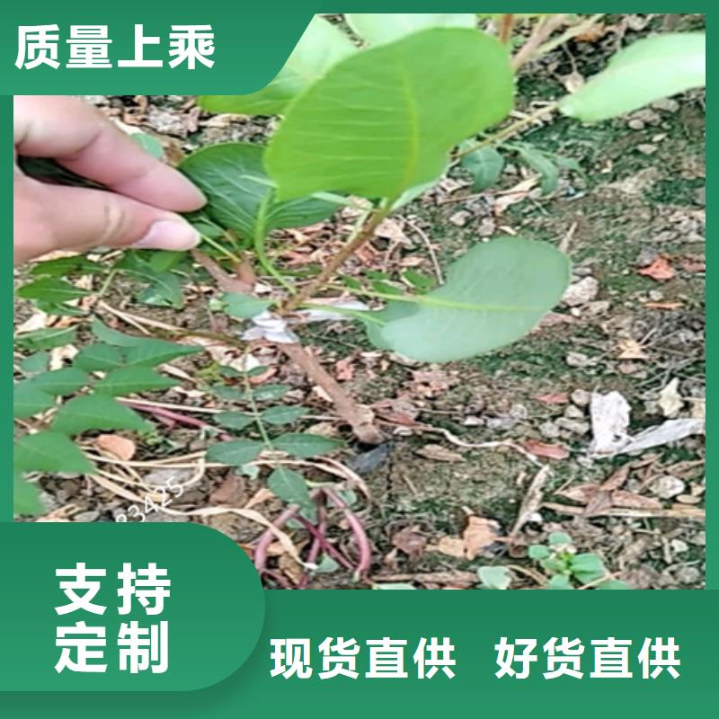 開心果-桃樹苗支持定制貼心售后