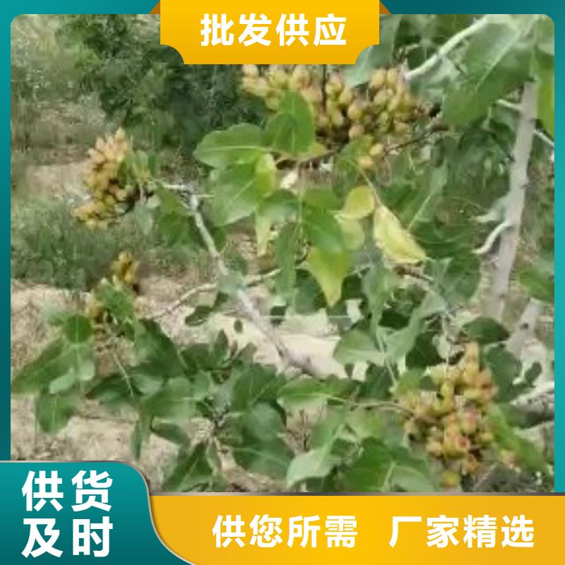 开心果-桃树苗支持定制贴心售后