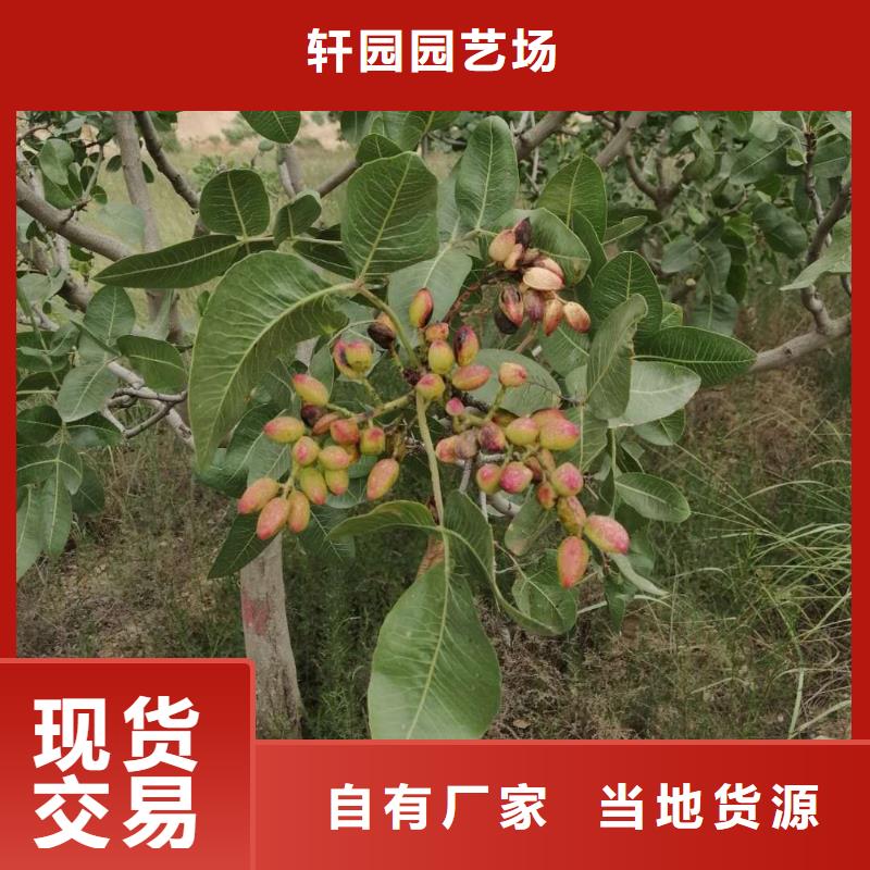 開心果-桃樹苗支持定制貼心售后