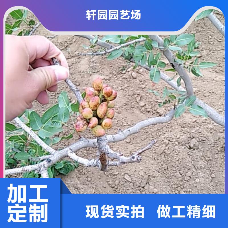 石榴树视频-石榴树-直辖重庆市忠县|长寿|九龙坡|南川(同城)制造商