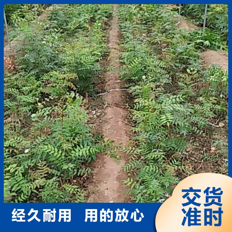 開心果-桃樹苗支持定制貼心售后