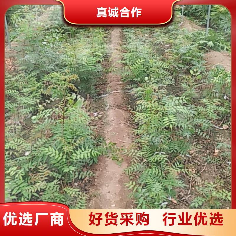 开心果-桃树苗支持定制贴心售后