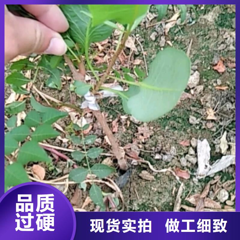 开心果-桃树苗支持定制贴心售后
