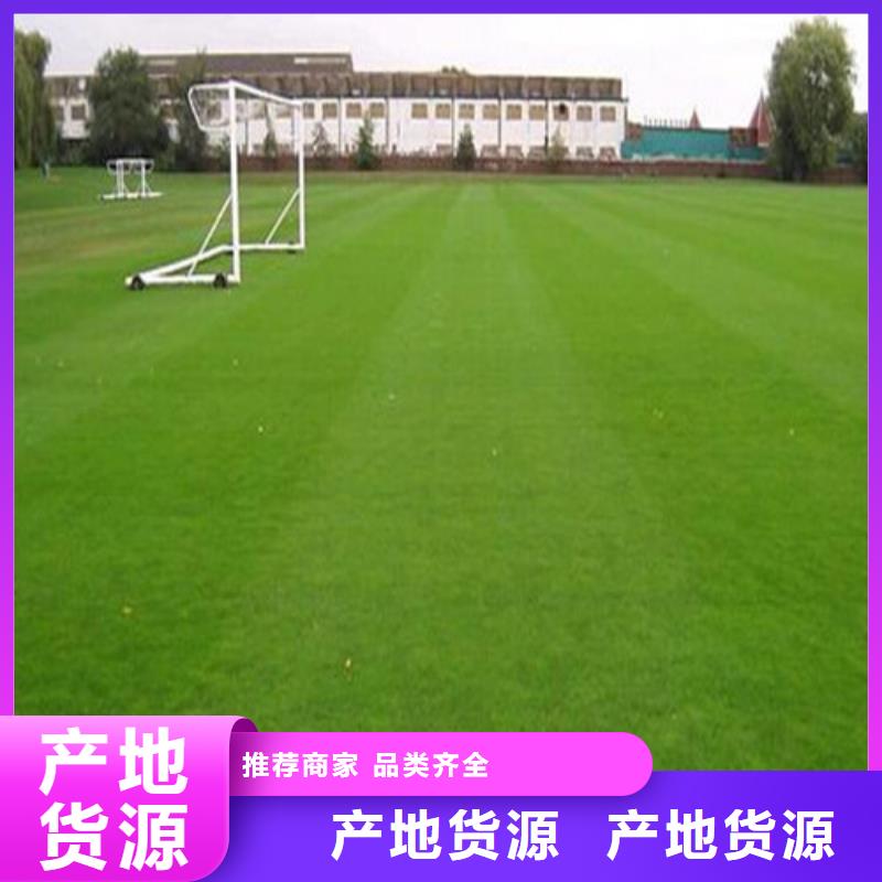 幼兒園仿真草坪-您的優(yōu)選