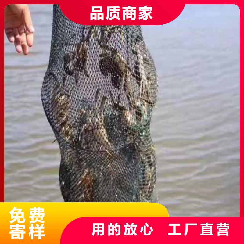 陽澄湖大閘蟹