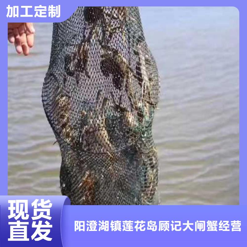 #大閘蟹#可定制