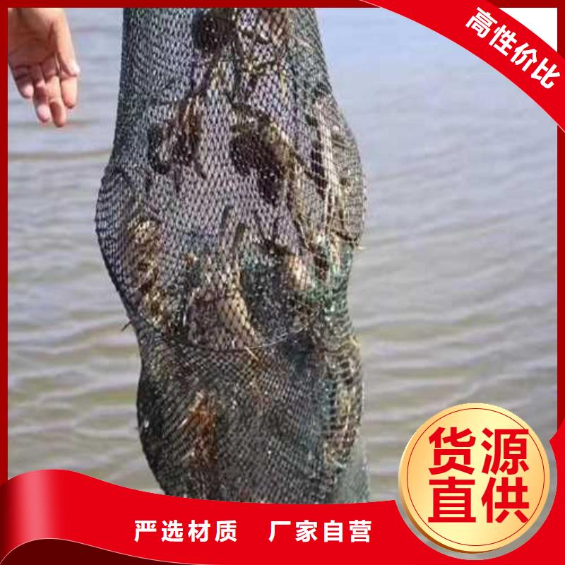 陽原縣買大閘蟹