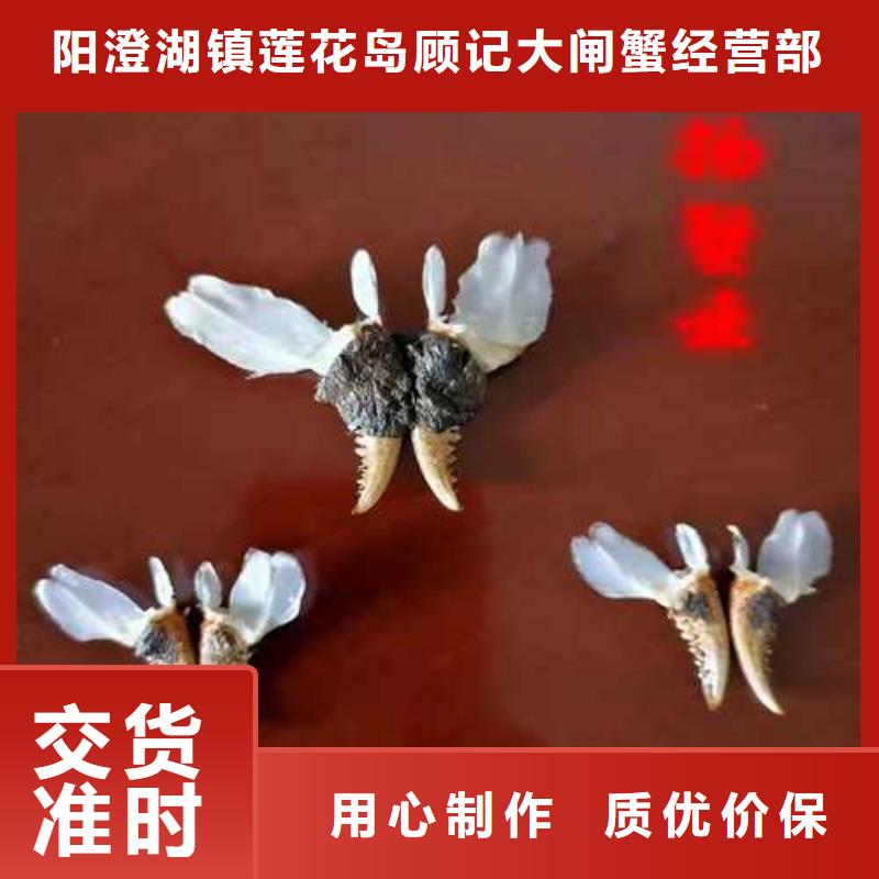 常年供應大閘蟹禮盒-優(yōu)質