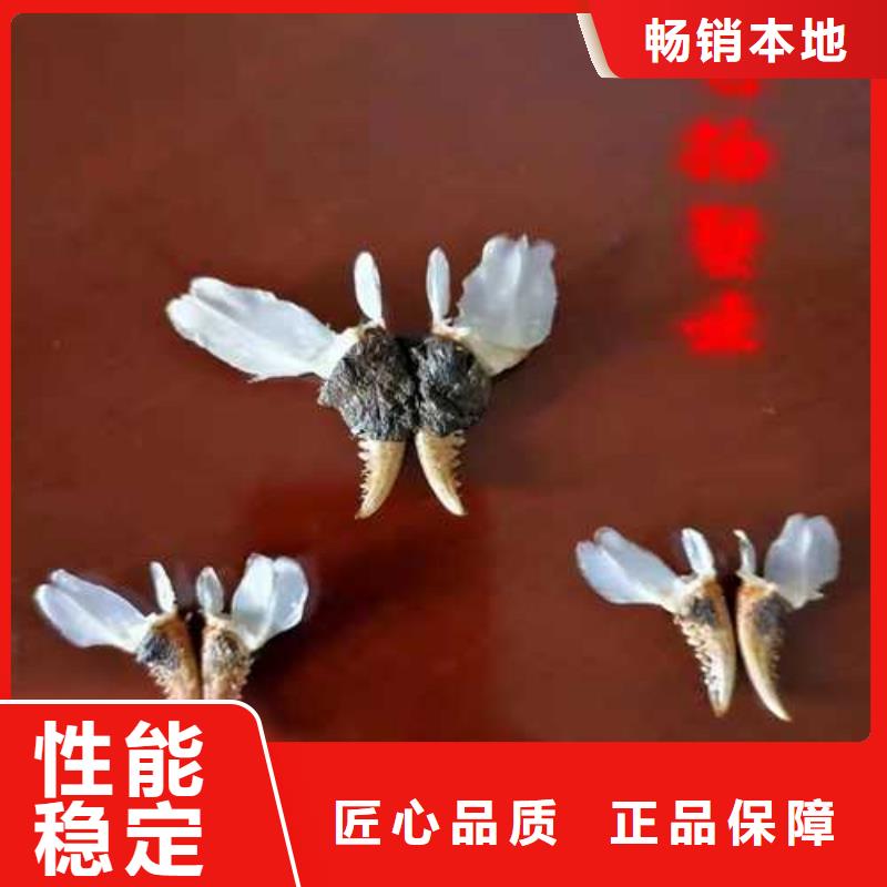 陽原縣買大閘蟹