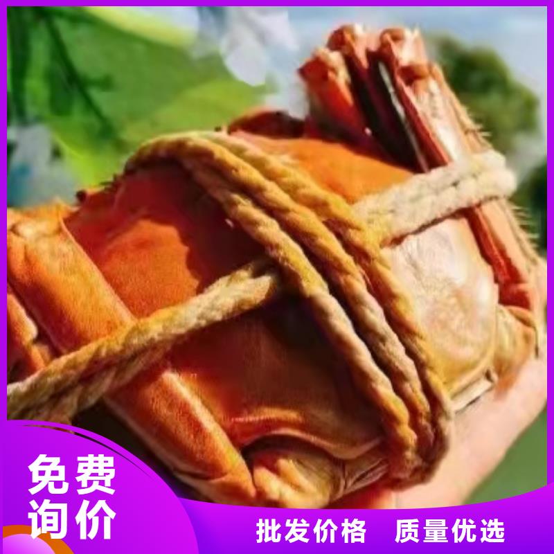陽澄湖大閘蟹訂購
