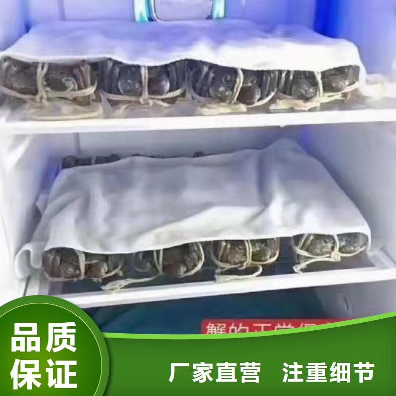 供應螃蟹【無中間商】
