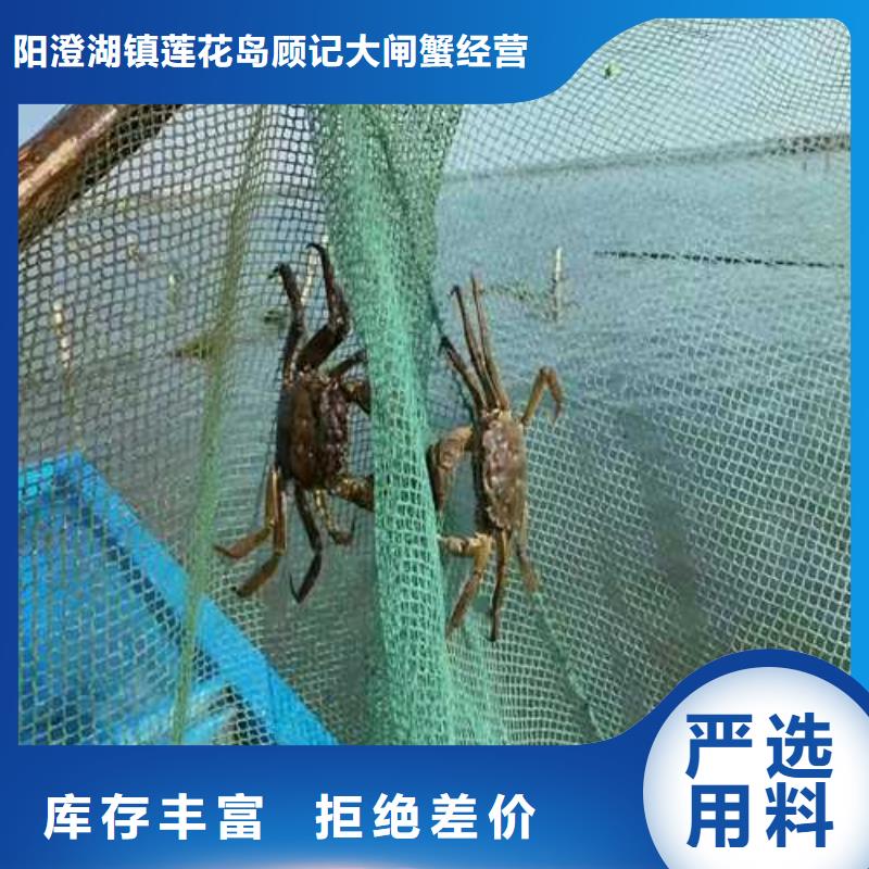 精品大閘蟹價格多少錢一只