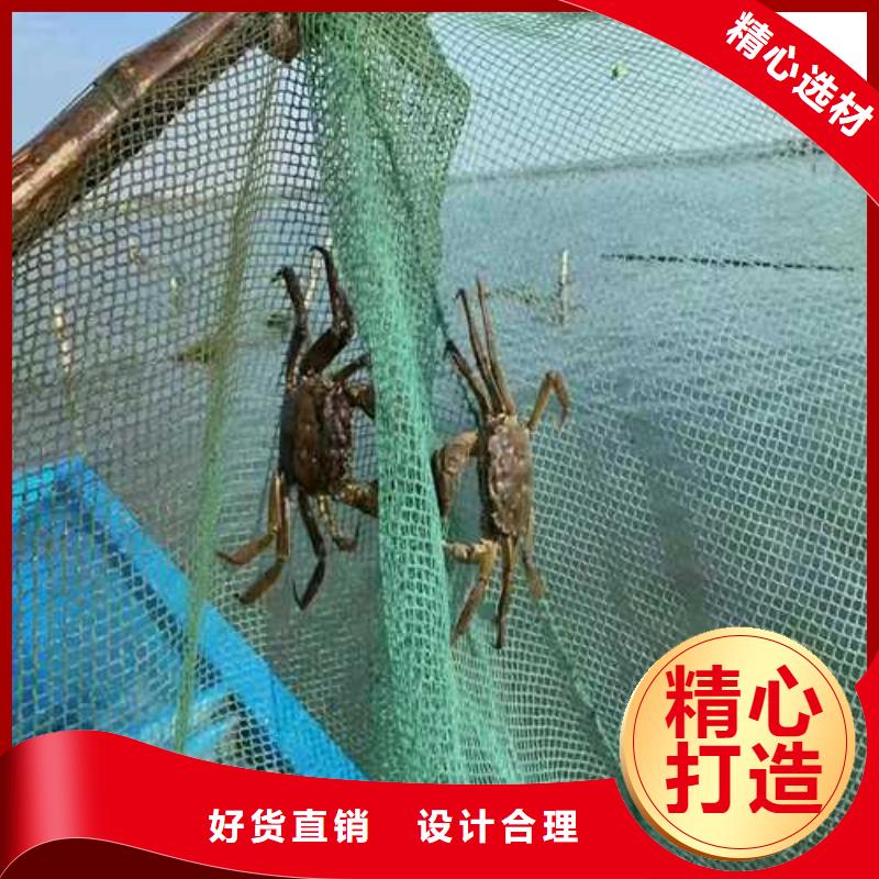 大閘蟹質量優良