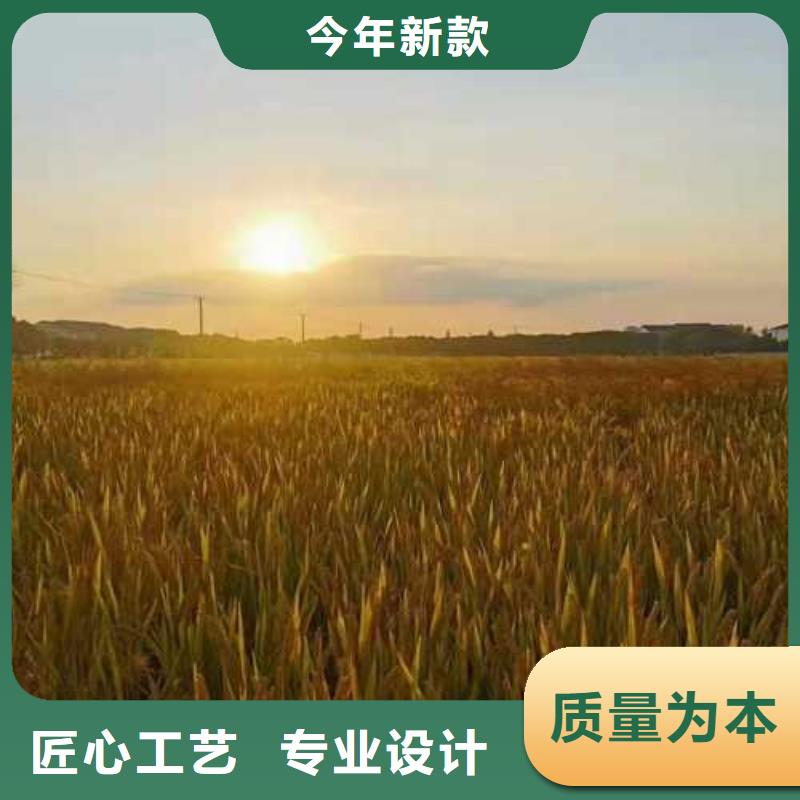 去陽澄湖買蟹哪里比較正宗在蘇州蓮花島