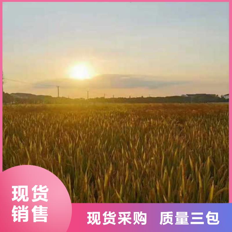 青山區陽澄湖農家樂哪家好