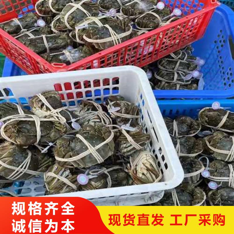 常年供應大閘蟹禮盒-優質