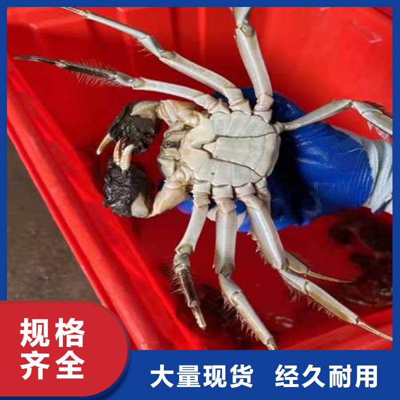 2025價格合理的##螃蟹廠家##免費咨詢