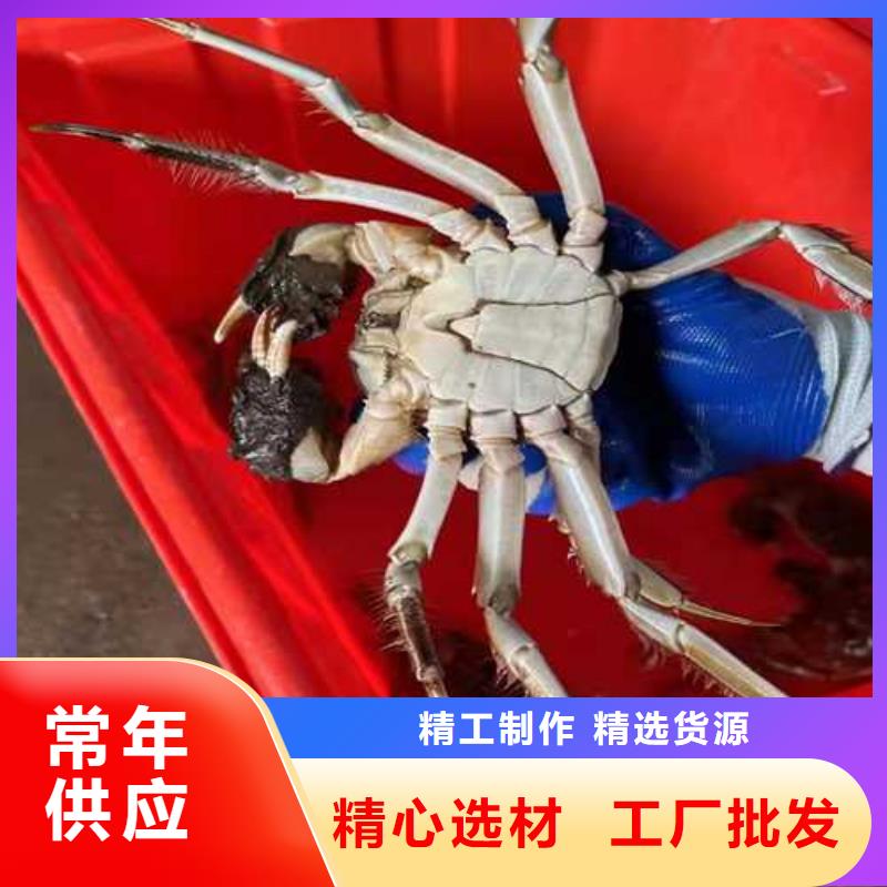 超大閘蟹常規型號大量現貨