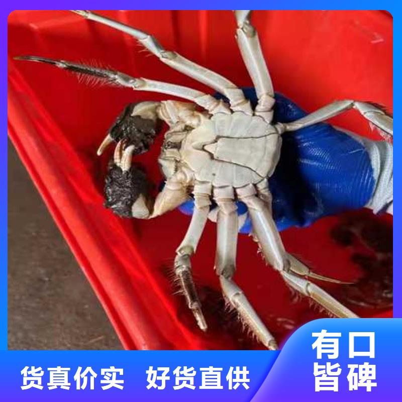 买大闸蟹视频-买大闸蟹|山东省潍坊市|寿光|临朐|临沂|聊城|莱芜|威海|德州
