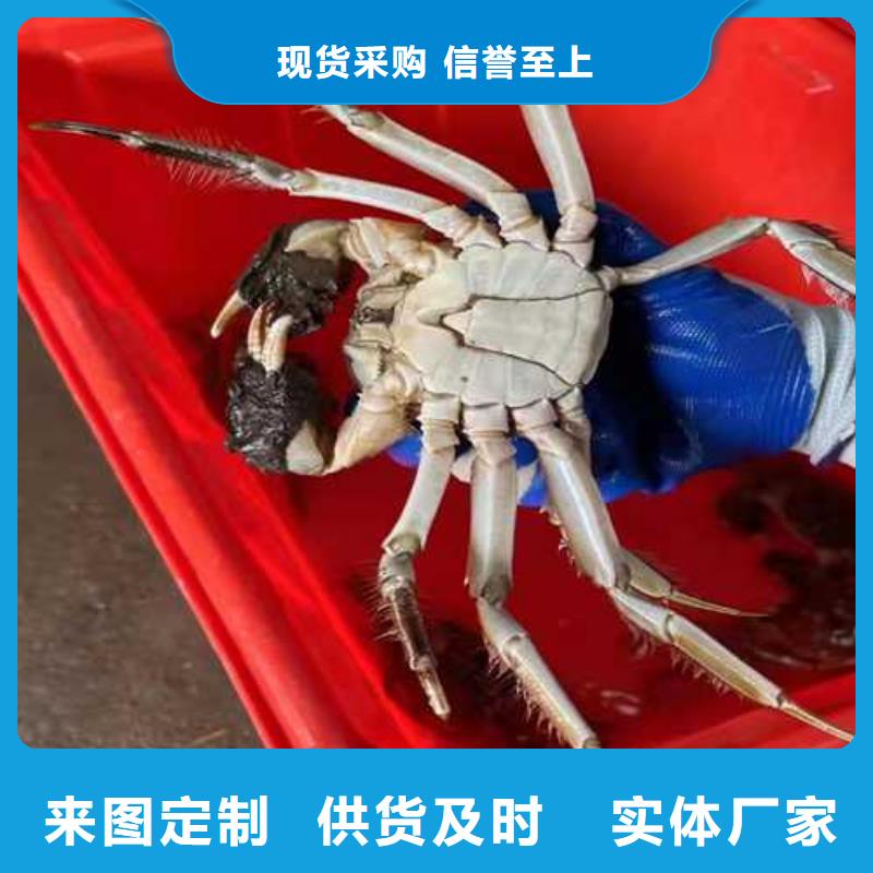 陽西縣陽澄湖大閘蟹