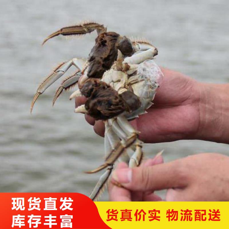 阳澄湖吃蟹哪里正宗好吃苏州莲花岛顾记蟹庄