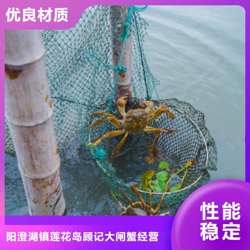 陽澄湖大閘蟹存貨充足
