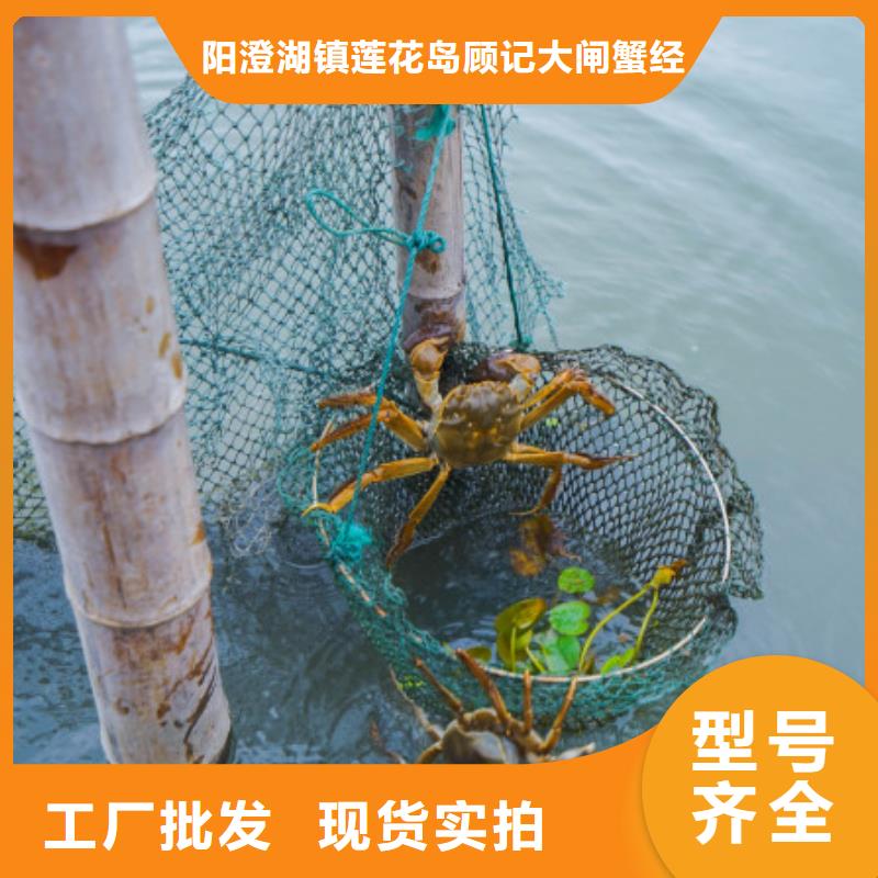 陽澄湖大閘蟹哪家正宗