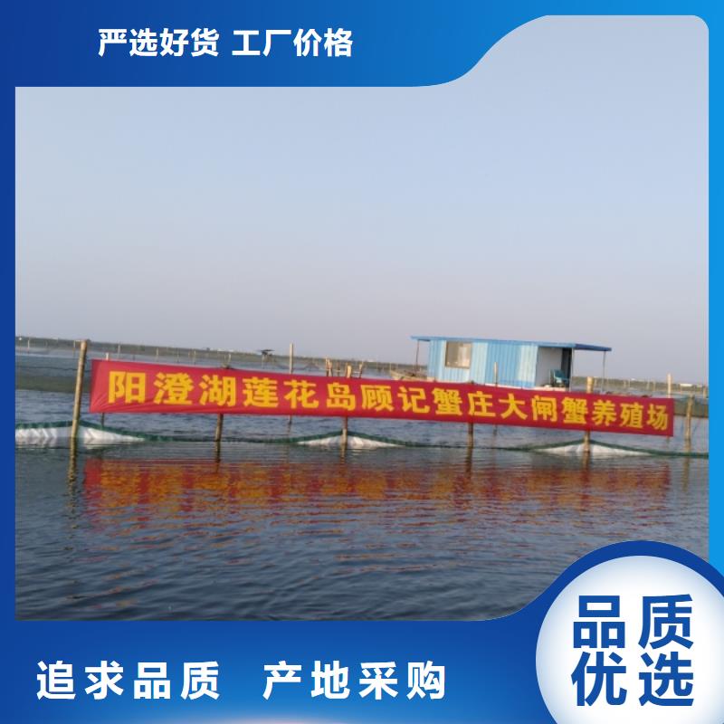 博羅陽(yáng)澄湖大閘蟹快遞到家