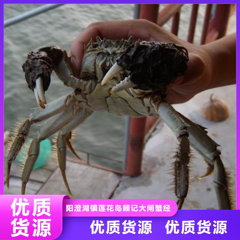 阳澄湖大闸蟹哪家比较正宗