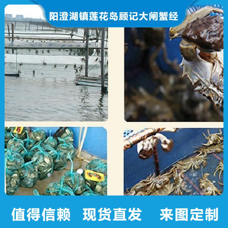 淶源陽澄湖大閘蟹養(yǎng)殖商
