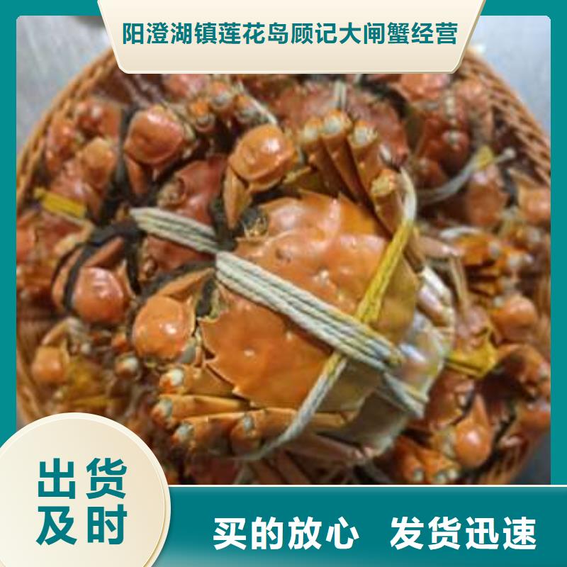 买大闸蟹视频-涉县|成安|沧州|衡水|邢台|廊坊|保定|秦皇岛|张家口买大闸蟹定制不额外收费-阳澄湖镇岛顾记大闸蟹经营部(邯郸市分公司)