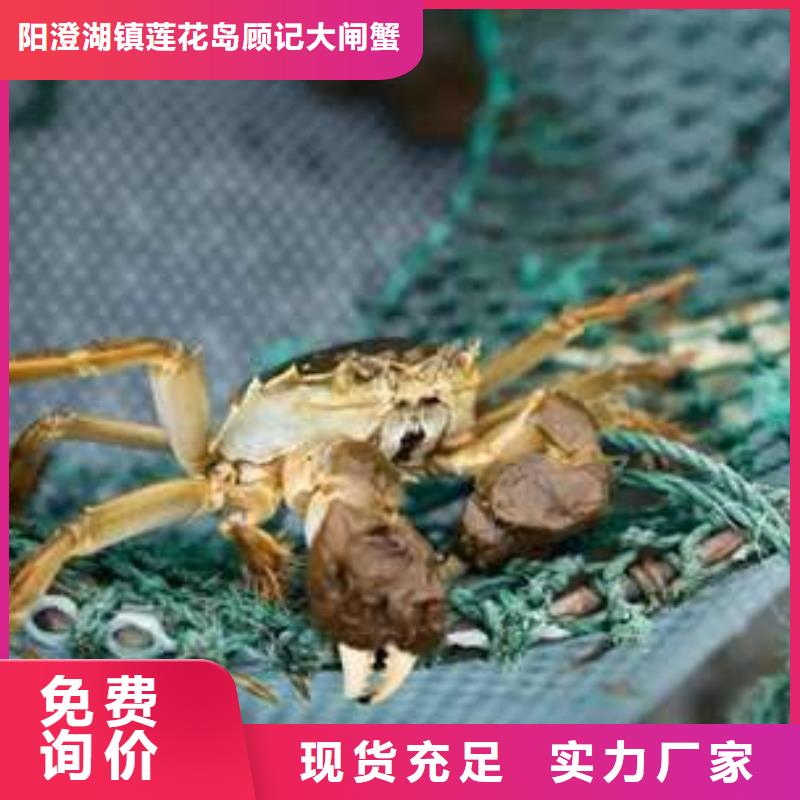 买大闸蟹视频-买大闸蟹-阳澄湖镇岛顾记大闸蟹经营部(南昌市分公司)服务区域东湖|湾里|新余|萍乡|抚州|上饶