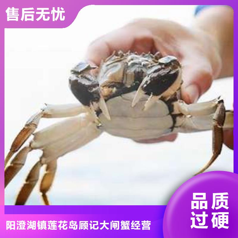 陽澄湖大閘蟹廠家直接報價