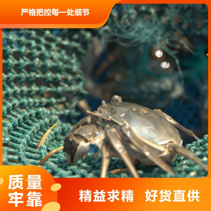 买大闸蟹视频-湖南省常德市顾记买大闸蟹可服务区域石门|临澧|湘潭|永州|长沙|湘西|娄底|邵阳等