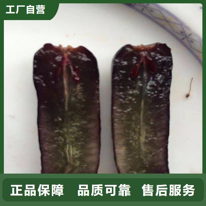 武义无核葡萄苗栽植密度