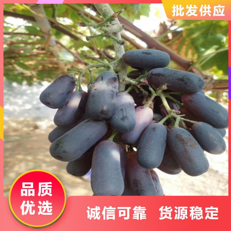 桃树苗视频-佳木斯市桃树苗-同城可服务区域前进|同江|齐齐哈尔|绥化|鹤岗|大庆|牡丹江|哈尔滨|大兴安岭