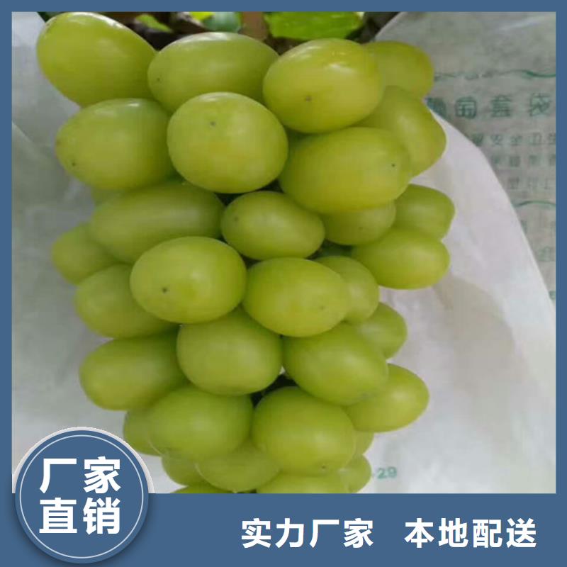 桃树苗视频-湖北省黄冈市广祥桃树苗可服务区域英山|罗田|荆州|黄石|随州|十堰|襄阳等