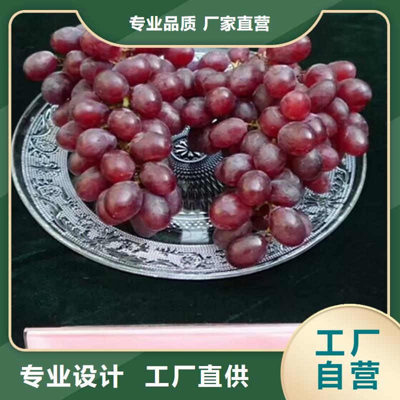 桃树苗视频-佳木斯市桃树苗-同城可服务区域前进|同江|齐齐哈尔|绥化|鹤岗|大庆|牡丹江|哈尔滨|大兴安岭