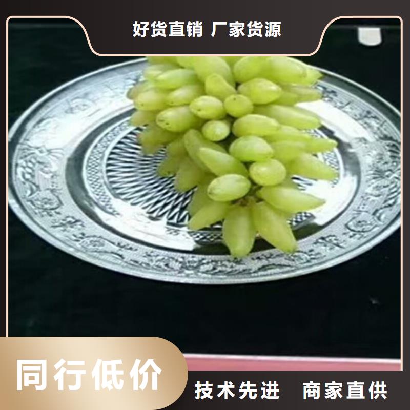哪里批發早熟葡萄苗