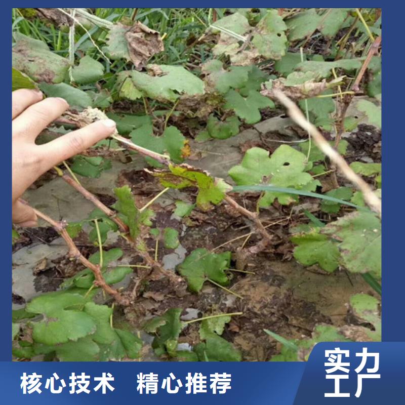 桃树苗视频-佳木斯市桃树苗-同城可服务区域前进|同江|齐齐哈尔|绥化|鹤岗|大庆|牡丹江|哈尔滨|大兴安岭