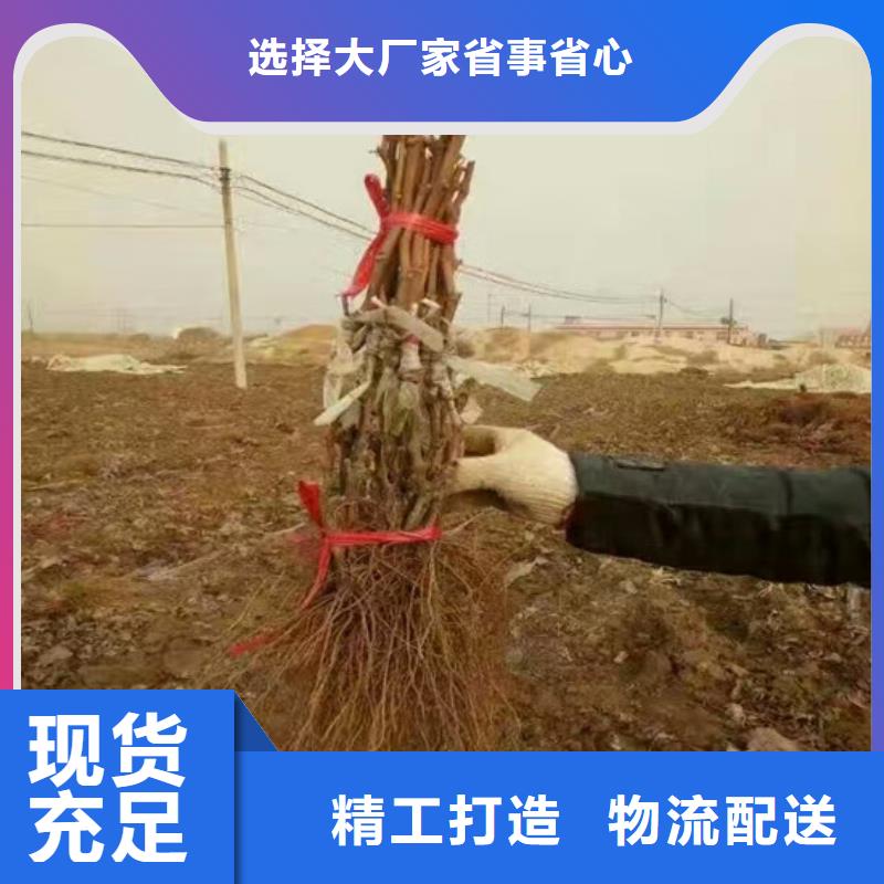 京亞葡萄苗批發價