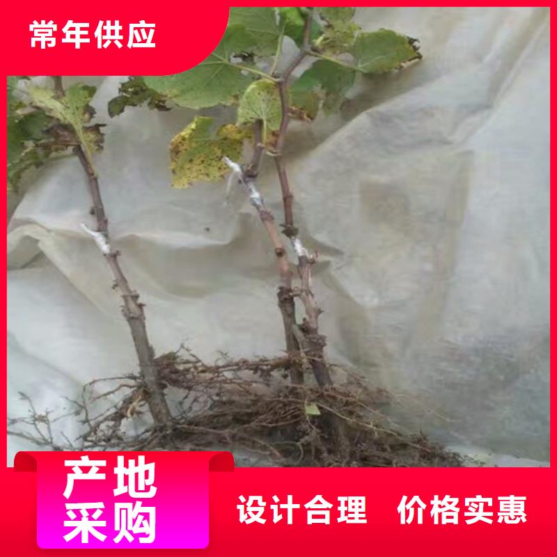桃树苗视频-桃树苗|贵州省黔东南市|黄平|麻江|毕节|铜仁|六盘水|黔南|遵义